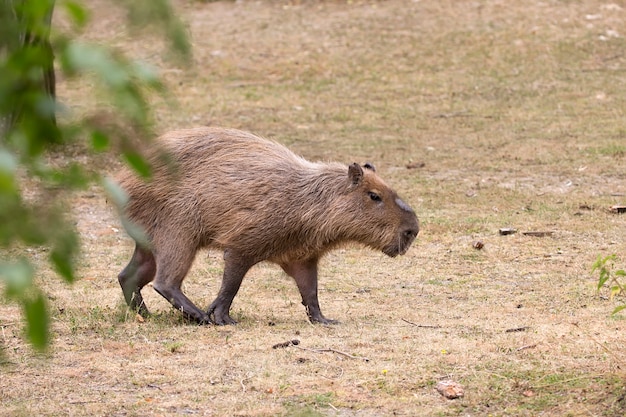 Capybara in a clearing in the wild