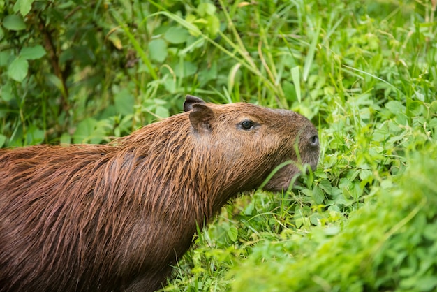 Capybara in the forest