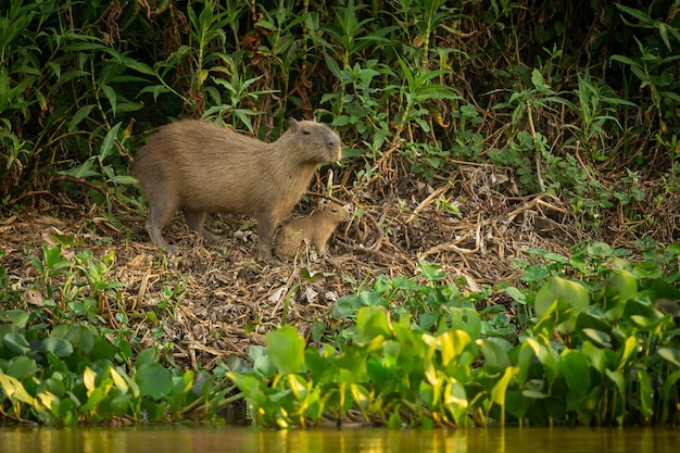 Capybara in the nature habitat of northern pantanal Biggest rondent wild america south american wildlife beauty of nature