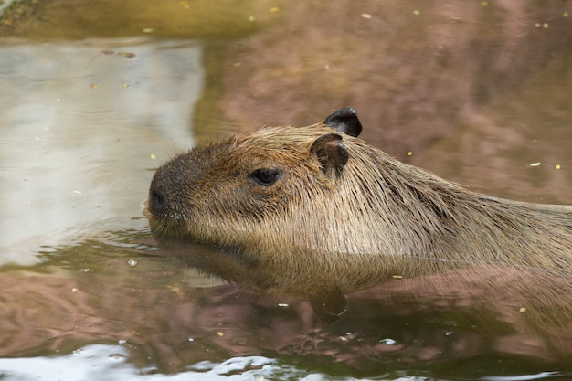 Capybara portrait