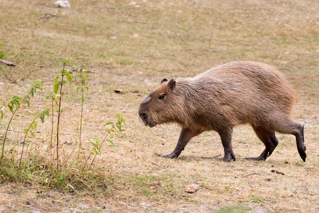 Capybara in the run in a clearing 