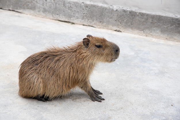 Capybara sitting on the floor