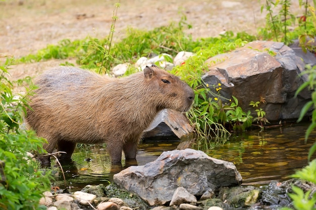 Capybara in the stream