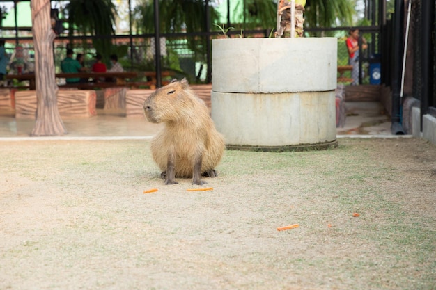 Capybara in the zoo in Sriayuthaya Lion Park focus selective