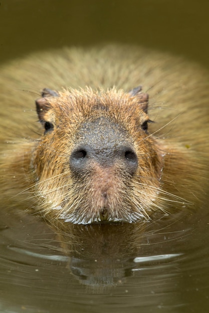 Capybara