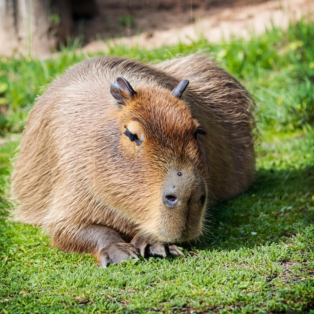 Capybara