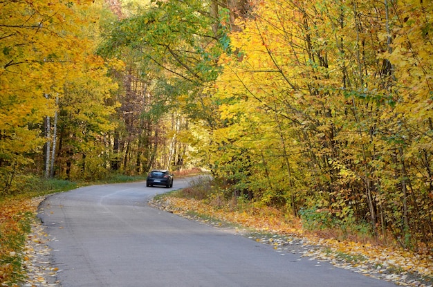 car on autumn landscape road and trees with yellow foliage