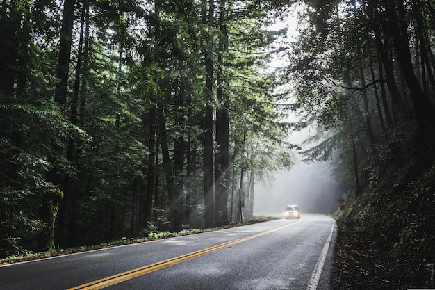 CAR SUNLIGHT FOREST