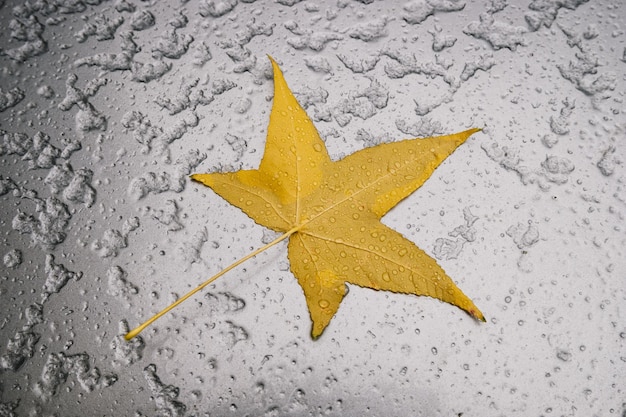 Car with melted snow and autumn maple leaf