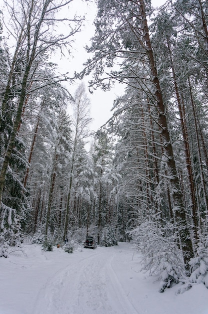 A car with an open boot in the forest in winter Picnic in a winter forest