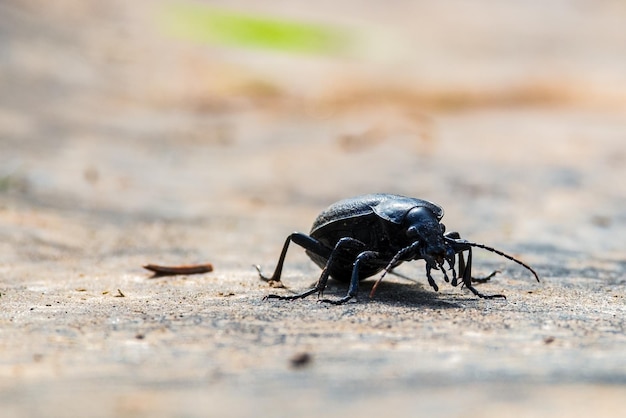 Carabus coriaceus is a species of beetle widespread in Europe where it is primarily found in deciduous forests and mixed forests Front view