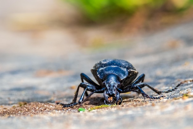 Carabus coriaceus is a species of beetle widespread in Europe