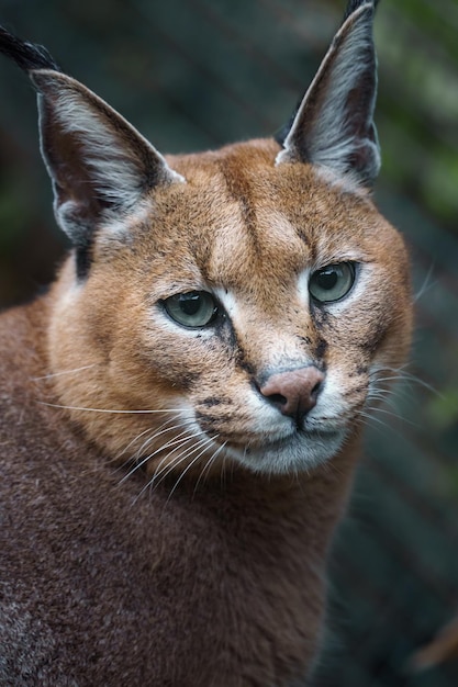 Photo caracal