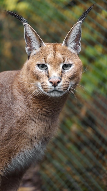 Photo caracal