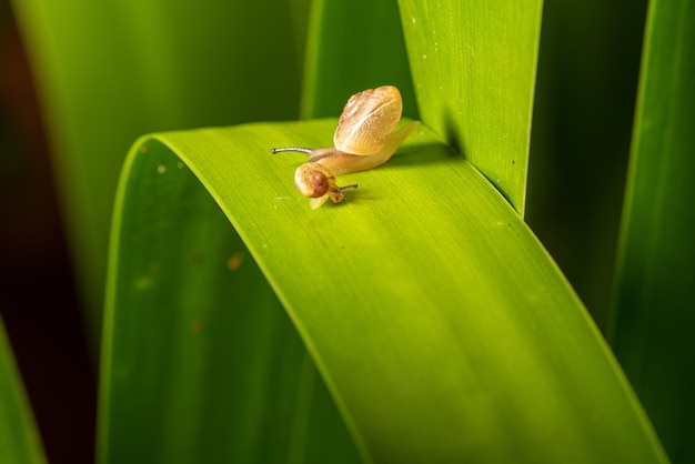 Caracol small snails walking in the garden after the rains in Brazil selective focus