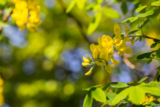 Caragana arborescens or Yellow Acacia flowers on a tree branch natural summer background