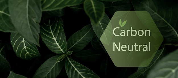 Photo carbon neutral concept co2 neutral in hexagon logo on green leaves environment day and earth day