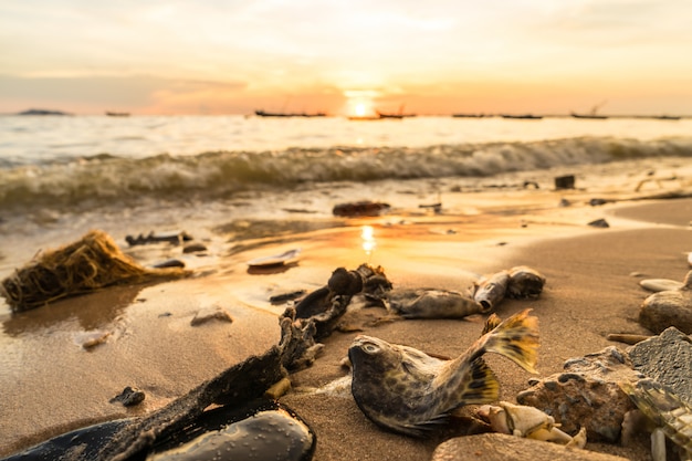 Carcasses of Sea creatures on the beach during sunset