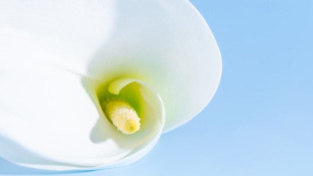 Card with Calla Lily flower on blue background