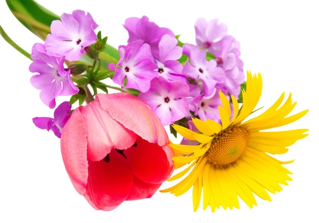 Card with flowers. Flowers tulips, daisies and primroses isolated on white background