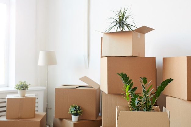 cardboard boxes stacked in empty white room with plants and personal belongings inside, moving or relocation concept