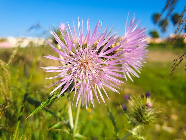 Carduus pycnocephalus, el Cardo negro o cirsium vulgare