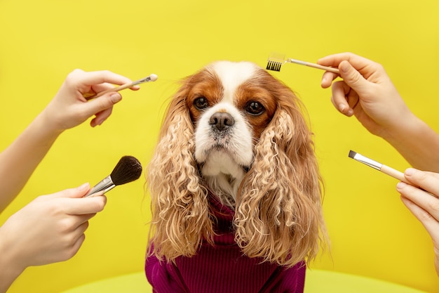 Photo care for dog in four hands in spa beauty grooming salon on yellow background.