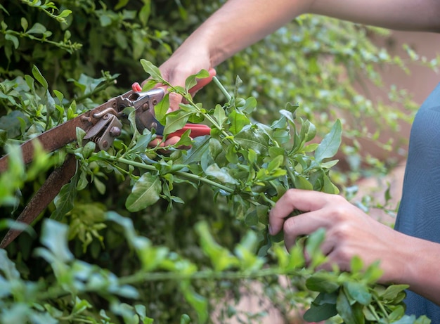 Care for houseplants