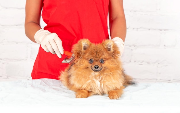 Care for the Pomeranian. The dog is being prepared for the exhibition.