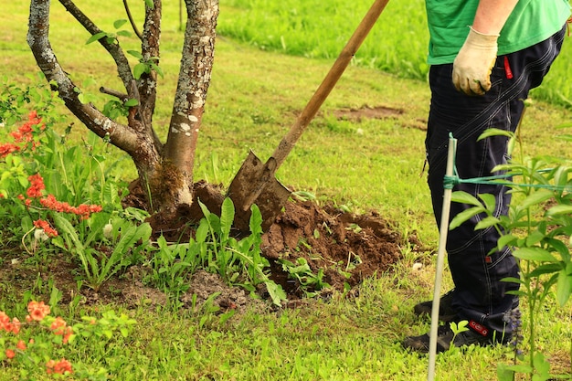 Care of trees in the garden a man digs up the ground under a tree