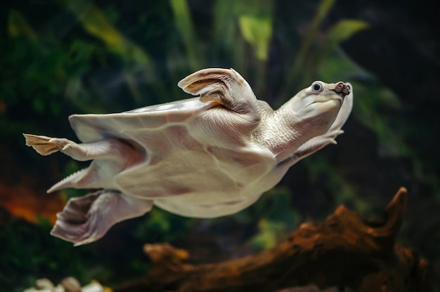 Carettochelys insculpta. Pig-nosed turtle is swimming in an aquarium.