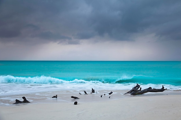 Caribbean Beach Driftwood With Dramatic Sky Antigua