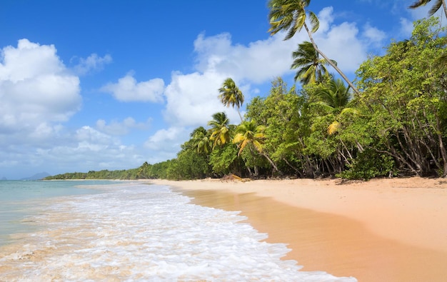 The Caribbean beach Martinique island