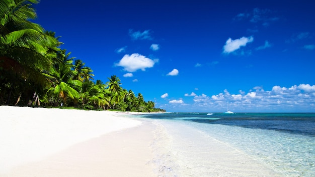 Caribbean Beach and Palm tree  .Paradise. Vacation and Tourism concept.