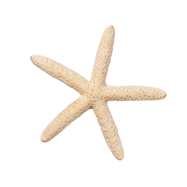 Caribbean beige starfish Dried sea starfish isolated on white background top view