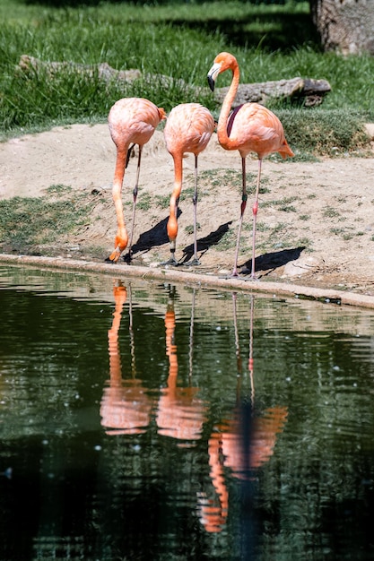 Caribbean flamingos perched on the shore of a lake where we can see their reflections