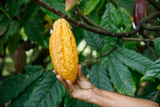 A Caribbean woman holds a ripe cocoa fruit in her hand Natural cocoa of excellent quality from the Dominican Republic