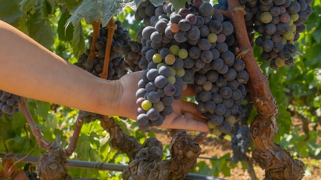 Photo carignano cannonau and vermentino grapes ready for harvest