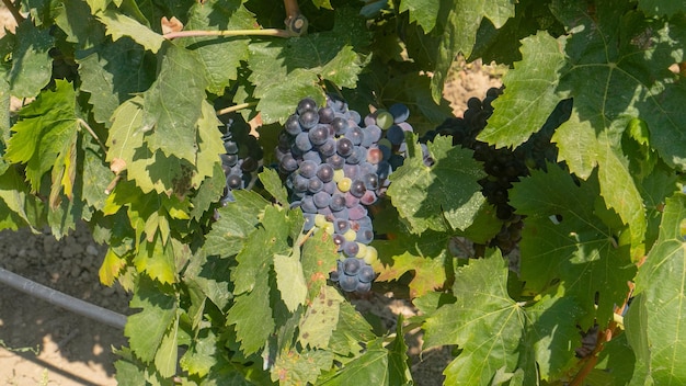 Photo carignano cannonau and vermentino grapes ready for harvest