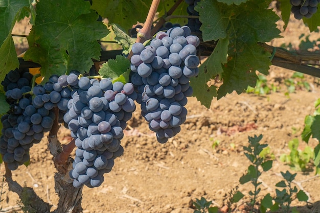 Photo carignano cannonau and vermentino grapes ready for harvest