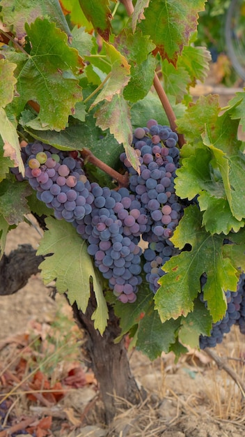 Photo carignano cannonau and vermentino grapes ready for harvest