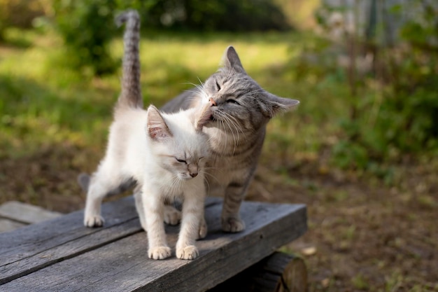 Caring mom cat licking a kitten in the village outdoors