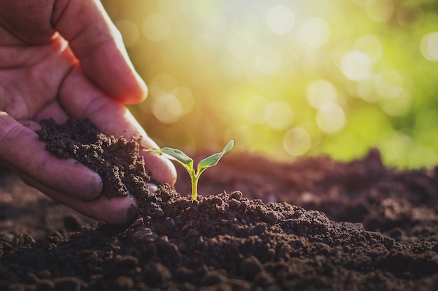 Caring for small green trees in hand