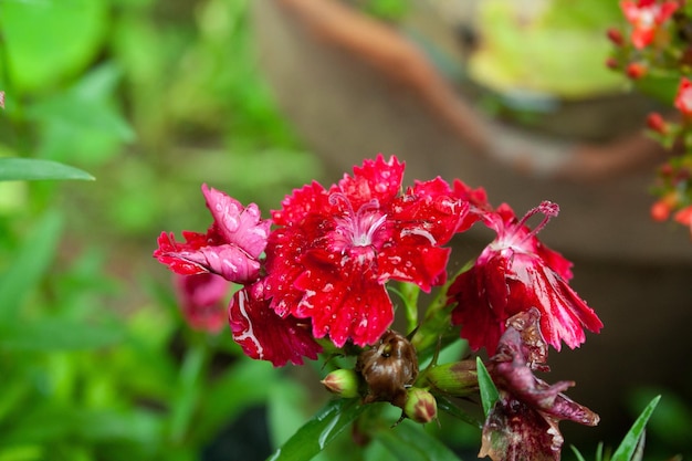 Carnation Dianthus or Clove flowers in a garden