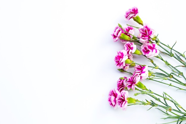 Carnation flower on white background. copy space