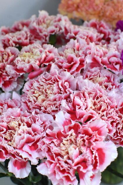 Carnation flowers background fresh blooming flowers in shop for sale