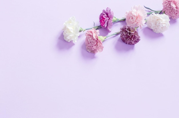 carnation flowers on purple paper background