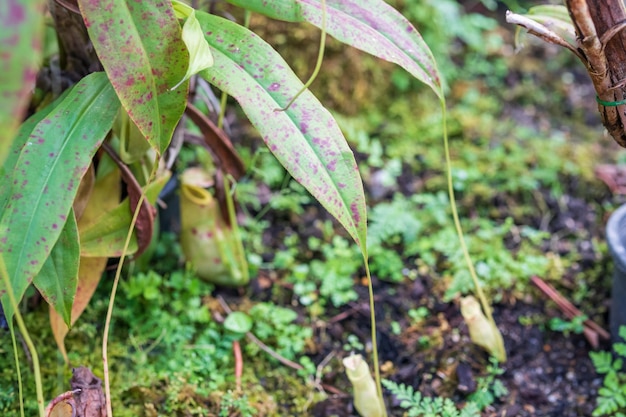 Carnivorous pitcher plants or monkey cups in the garden