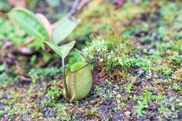 Carnivorous pitcher plants or monkey cups in the garden