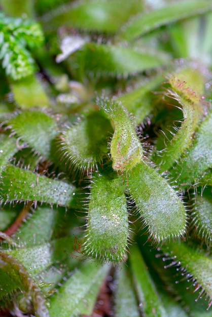 Carnivorous plant - Droseraceae